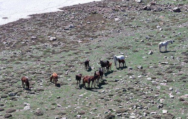 Karlar eriyince Erciyes yaylalarında yılkı atları koşmaya başladı