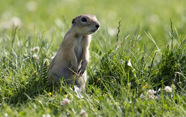 Gelengiler Erzurum'da doğaya renk kattı