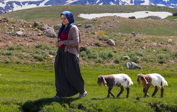 Hakkari'de göçer kız iki kuzuya adeta annelik yapıyor!