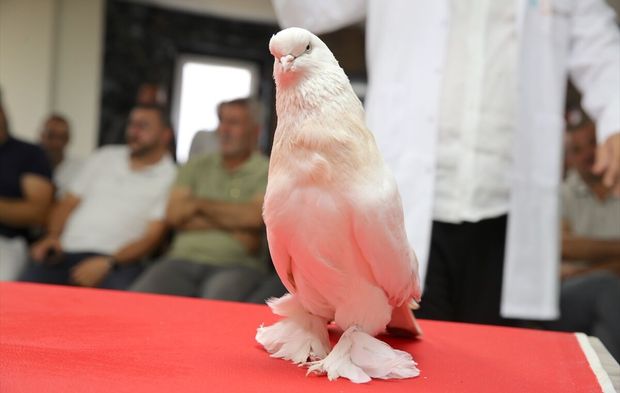 Değeri 5 milyon liraya ulaşan güvercinler sergilendi!