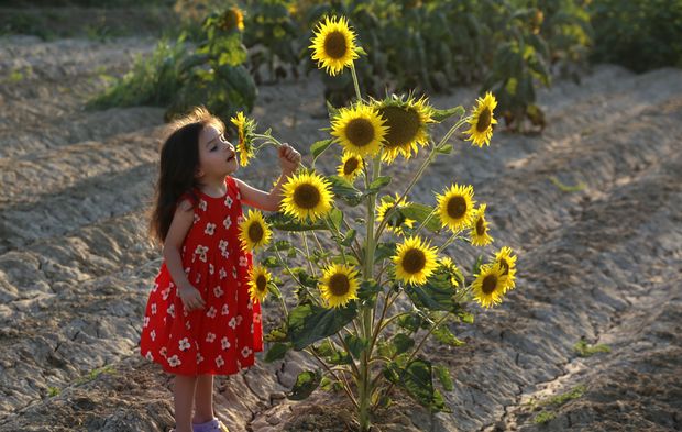 Ayçiçeği tarlaları fotoğrafçıların yeni gözdesi oldu!