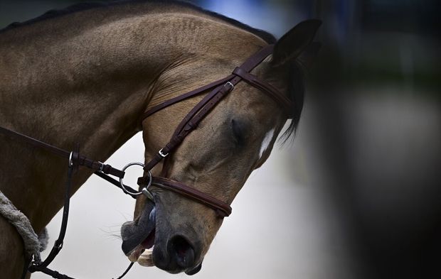 Ahal Teke atlarının sportif potansiyeliyle uluslararası başarı hedefi