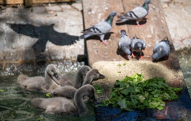 Kuğulu Park'ın kuğu yavrularına özel bakım