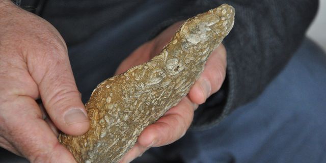 Şırnak’ta 50 milyon yıllık fosil bulundu!