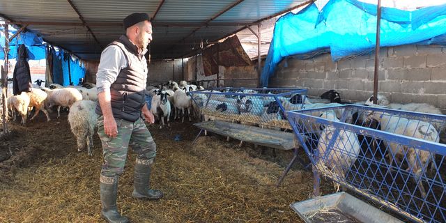 3 mahalle karantinada: 160 koyun ve 80 kuzu telef oldu
