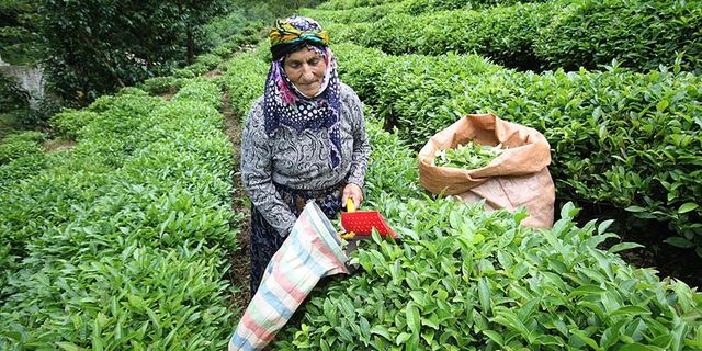 Yaş çayda fark ödemesi desteği kilo başına 30 kuruş