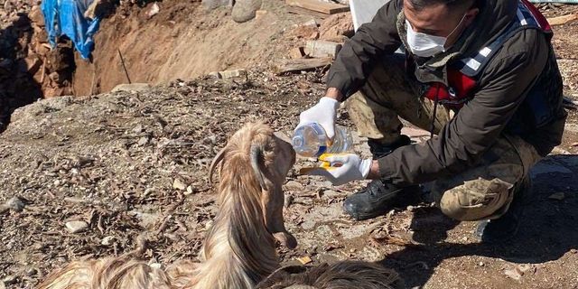 Depremde 343 hayvan canlı kurtarıldı