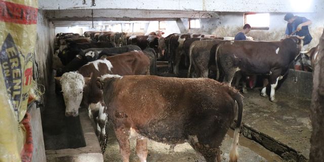 Şap alarmı yasağına uymayana 46 bin lira ceza!