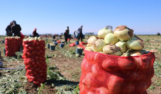 Bu yıl iki kat ekildi: Hasat başladı, fiyatı düşecek!