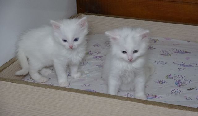 Van Kedi Villası'nda 20 kedi doğum yaptı!