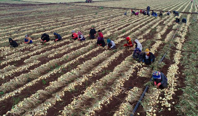 Hasat başladı, fiyat düşecek!