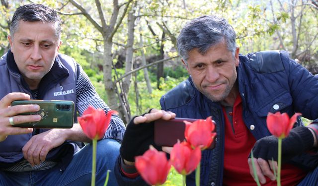 Amasyalılar ‘Yitik Lale’yi arıyor: En son 1896 yılında görüldü