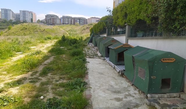 Vicdansız sürücü köpeği ezip gitti!