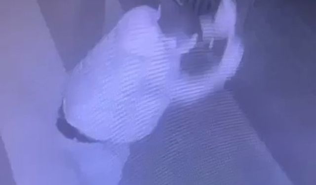 Vicdansız köpeği fırça ile dövdü!