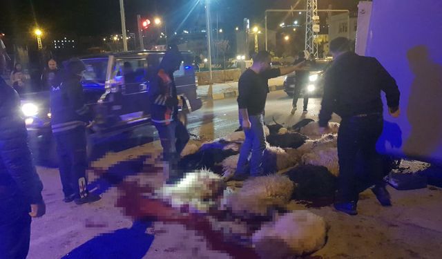 Kazada olan hayvanlara oldu!