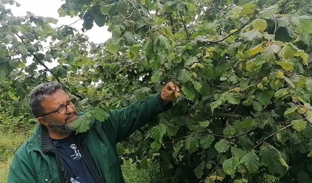 Sağanak bahçeye vurdu: Üretici çaresiz kaldı!