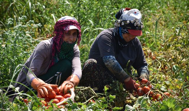 Tarım-ÜFE yıllık yüzde 50,79 arttı!