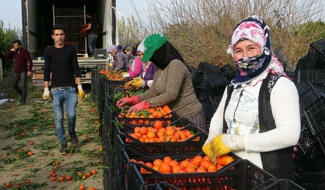 Narenciye işçi yevmiyeleri belirlendi