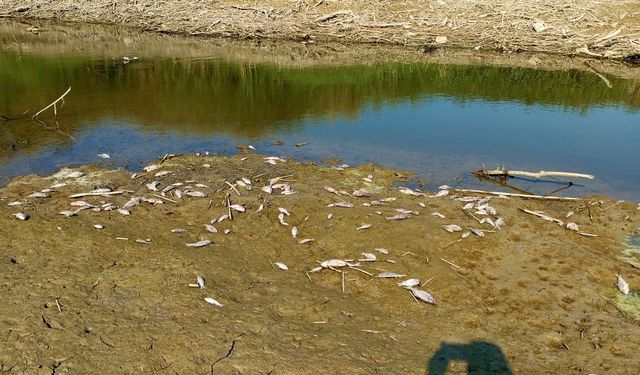 Korkutan susuzluk: Menderes kurudu balıklar ölmeye başladı