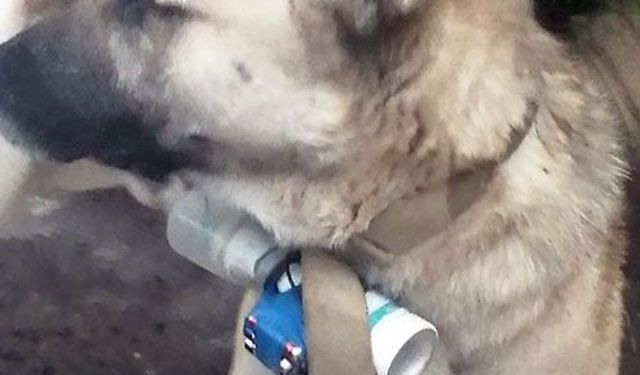 Bomba taşıyan köpekle terör eylemi!