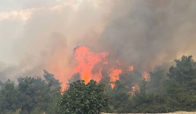 "Yangının en kısa sürede kontrol altına alacağız"