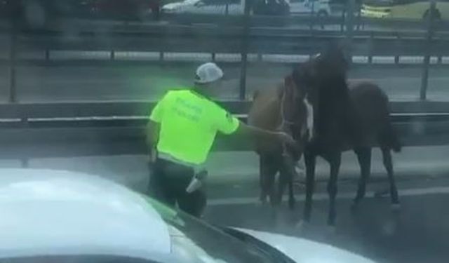 Başı boş atlar trafiği birbirine kattı!