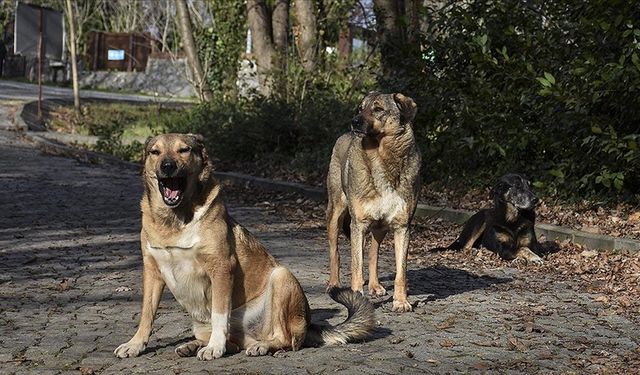 Vatandaşlar TBMM'ye en çok sahipsiz köpeklerden dert yandı