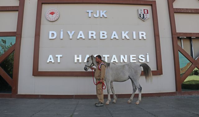 Doğu'nun şampiyon atları Diyarbakır'da tedavi ediliyor!