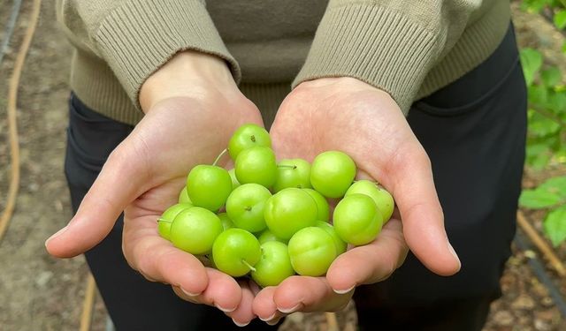 Çeyrek altın fiyatını geçti: Bursa'da eriğin kilosu 3.500 lira