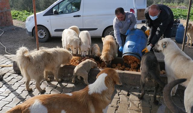 Besleme noktasına bırakılan yiyecekler çalınıyor!