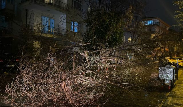 Ankara'da fırtına nedeniyle ağaç devrildi