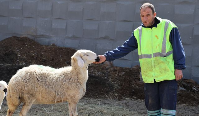 42 bin lira maaşla bile çoban bulunamıyor!