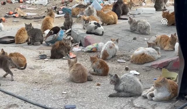 Gazzede'ki kıtlık, sokak hayvanlarını da vurdu!