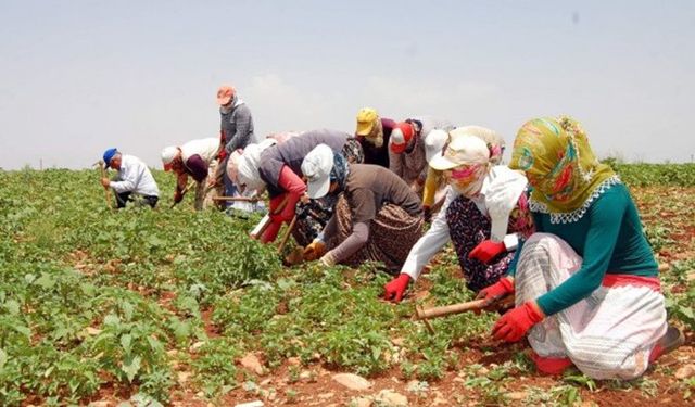 Tarım işçilerinin günlük ücreti arttı!