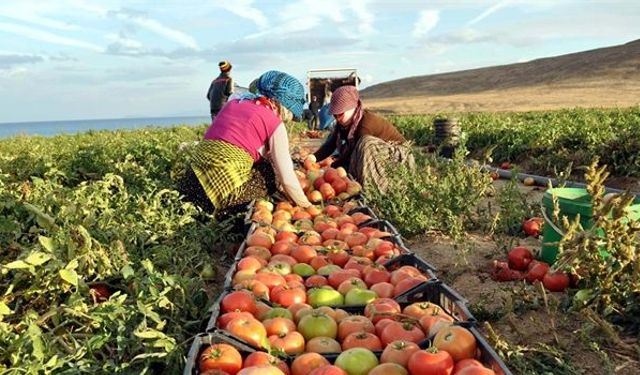 Tarım ÜFE yıllık yüzde 58,29 arttı!