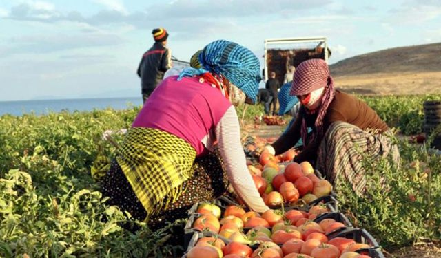 Tarım ÜFE yüzde 61,87 arttı!