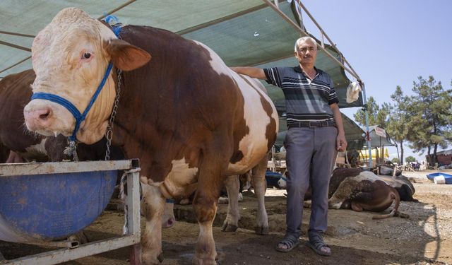 Belirlenen tarihten önce kurbanlık girişleri yasaklandı!