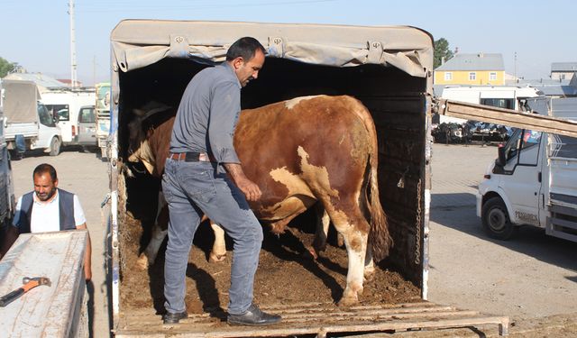 Kurbanlık sevkinde kurallar belirlendi!