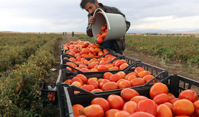 Tarım ÜFE yıllık yüzde 60,77 arttı!