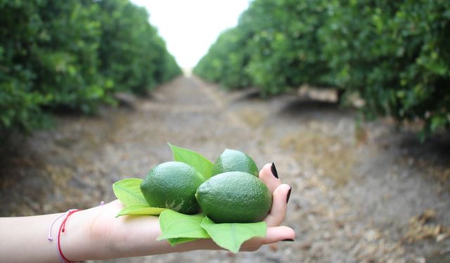 Kilosu 80 TL'ye kadar ulaşan limonda gözler turfanda hasadında!