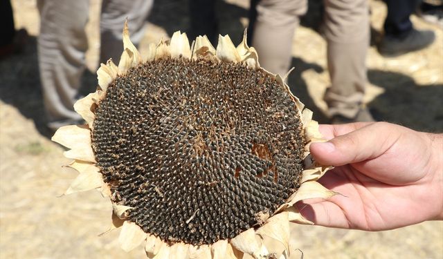 Ayçiçeği hasadına başlandı