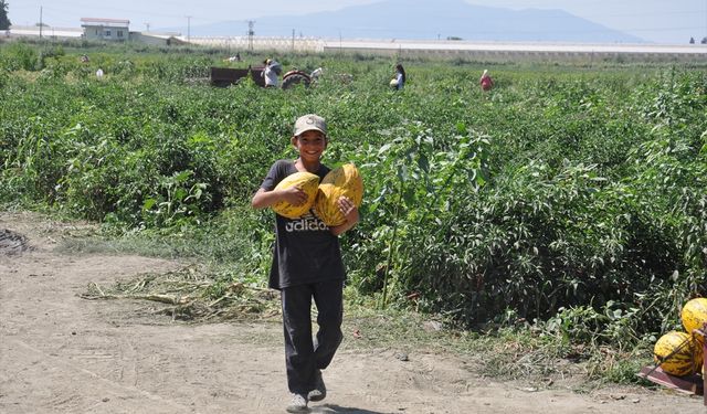 600 ton kavun ve karpuz ücretsiz dağıtıldı