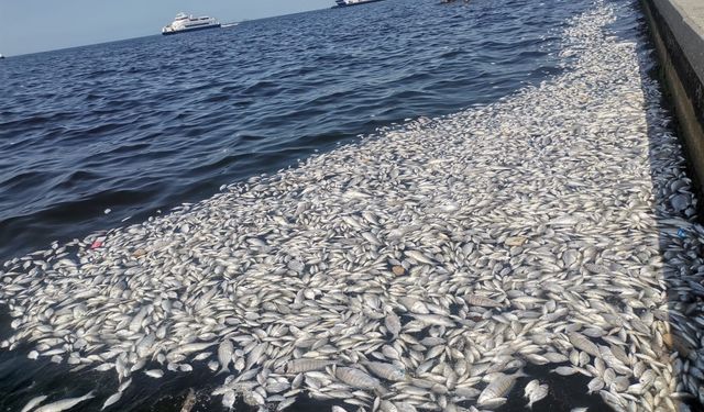 İzmir Körfezi'nde felaket: Her yer ölü balık doldu!