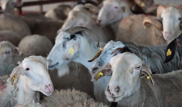 Kesimhanelere kamera zorunluluğu geliyor