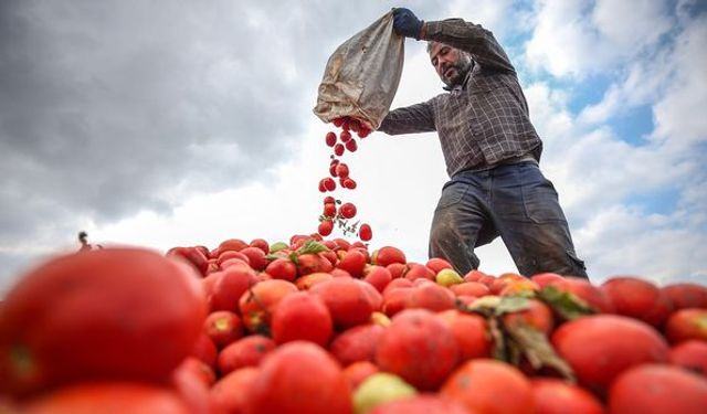 Tarım ÜFE yüzde 1,56 azaldı!