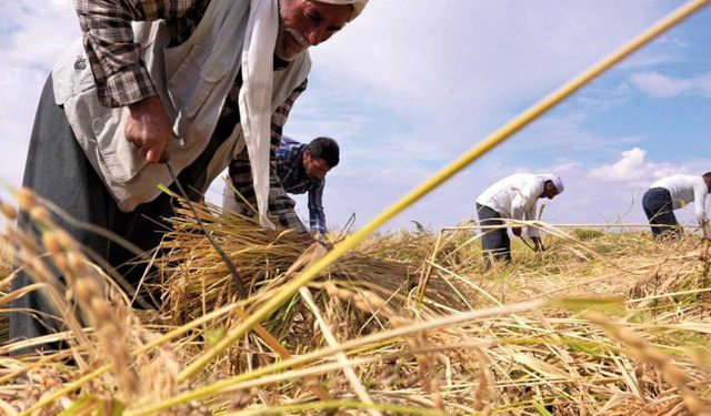 Tarımsal girdi fiyatı yüzde 33,25 arttı!