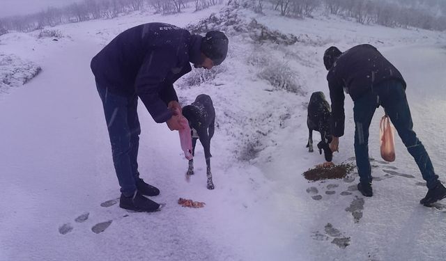 Eğil Belediyesi, sokakta kalan 'can dostları' unutmadı!