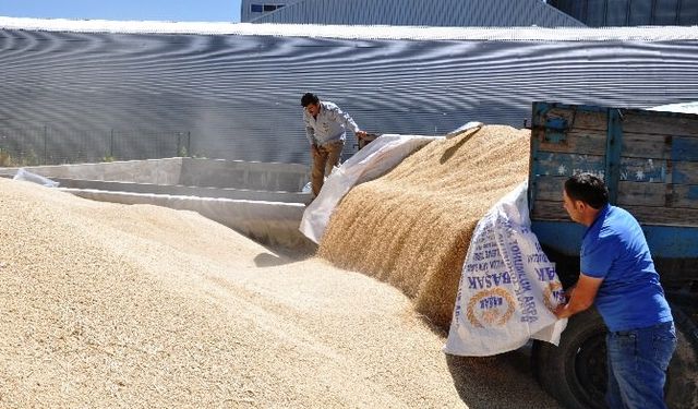 TMO, 90 gün vadeli arpa ve yulaf satışı yapacak