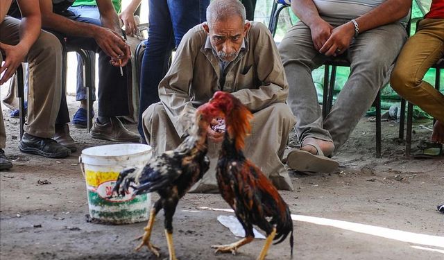 Horoz dövüşü yapanlara silahlı saldırıda 12 kişi öldü!