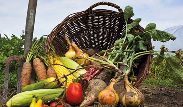 Tarım ÜFE yüzde 36,09 yükseldi